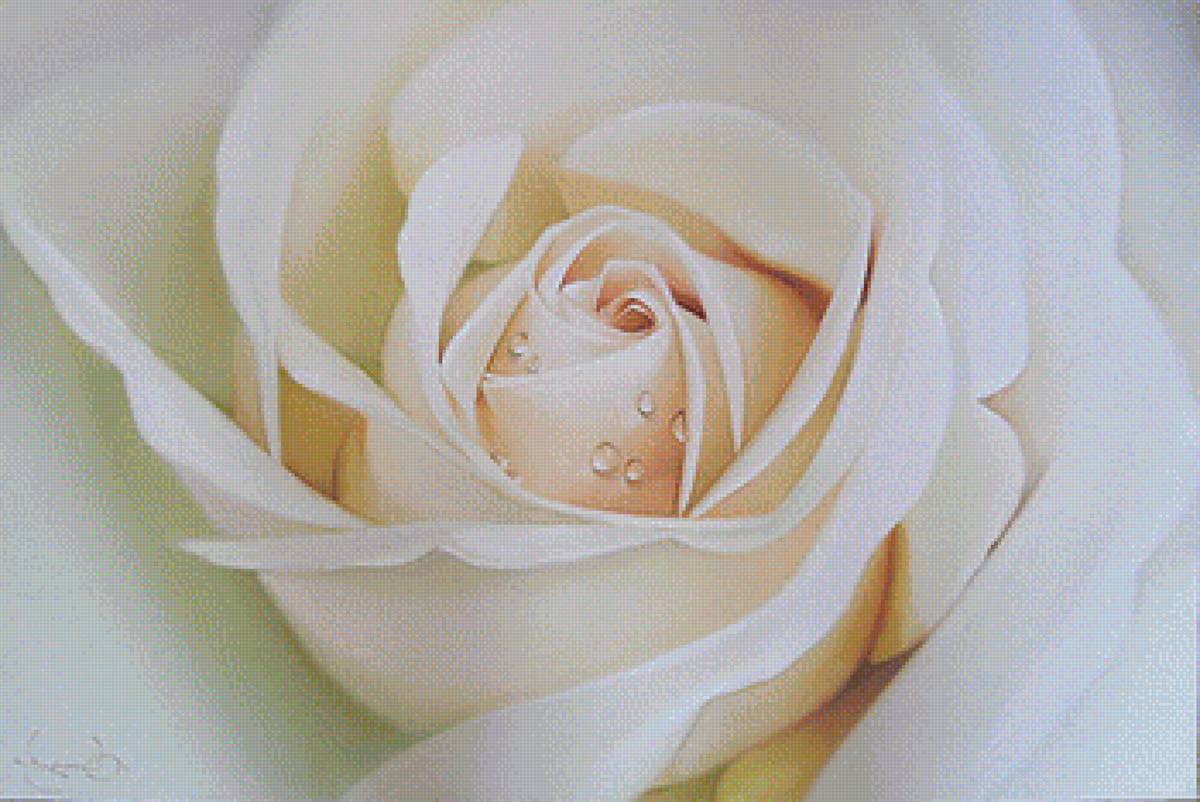 РОЗА - розы - предпросмотр