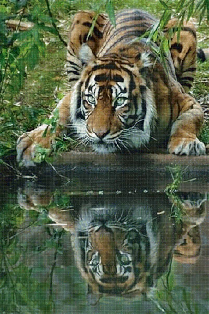 Тигр у воды - животные, тигр - предпросмотр