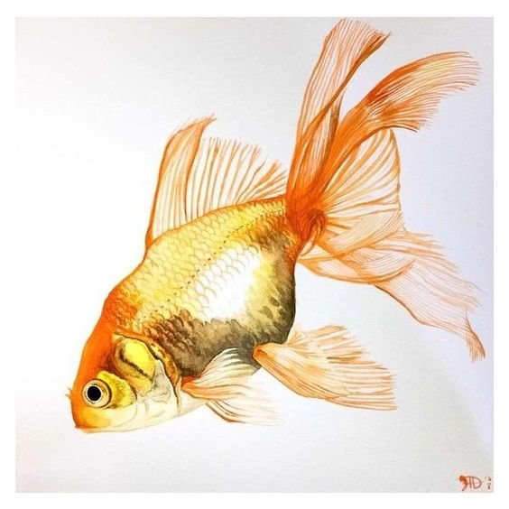 ZOLOTAJA RYBKA - природа, zolotaja rybka - оригинал