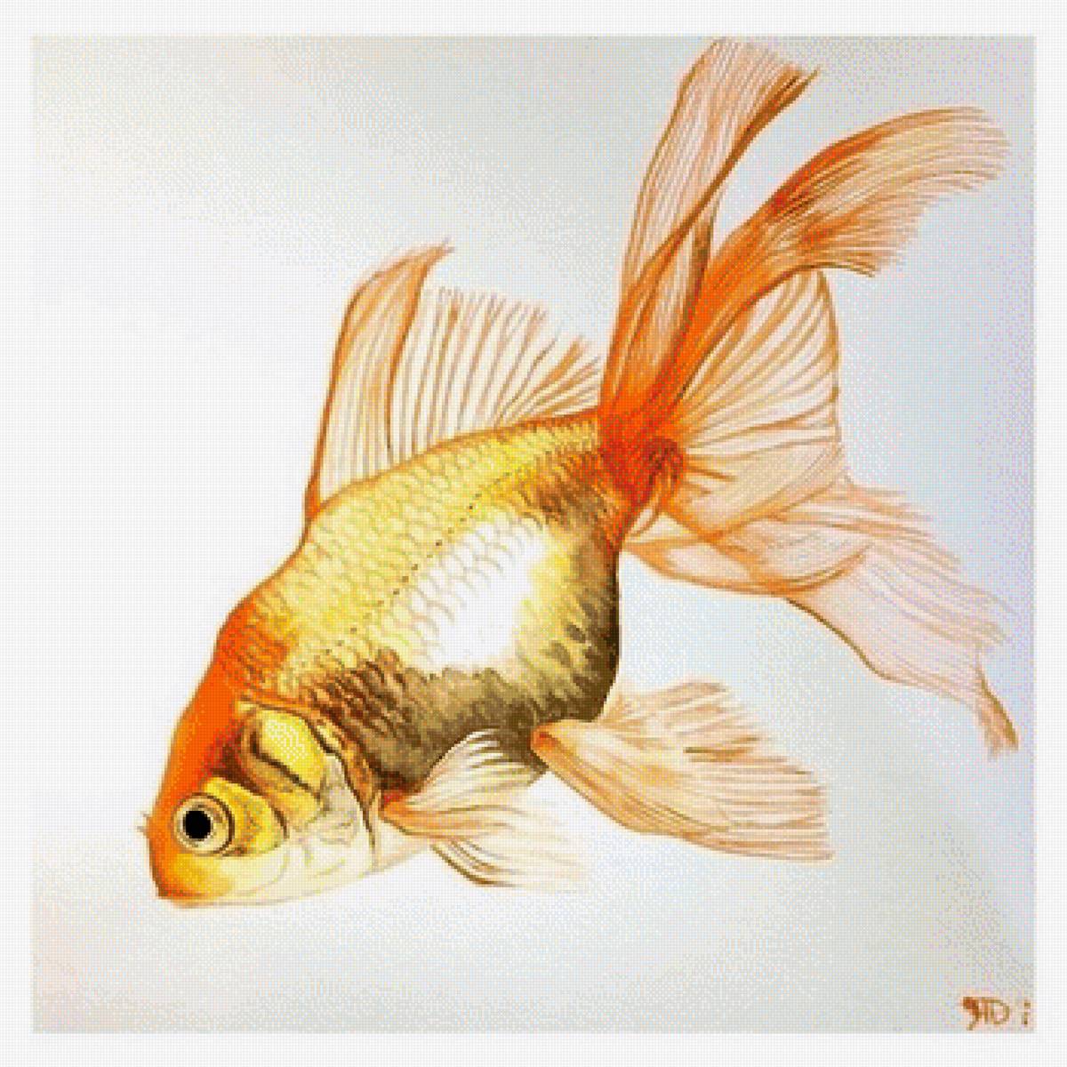 ZOLOTAJA RYBKA - zolotaja rybka, природа - предпросмотр