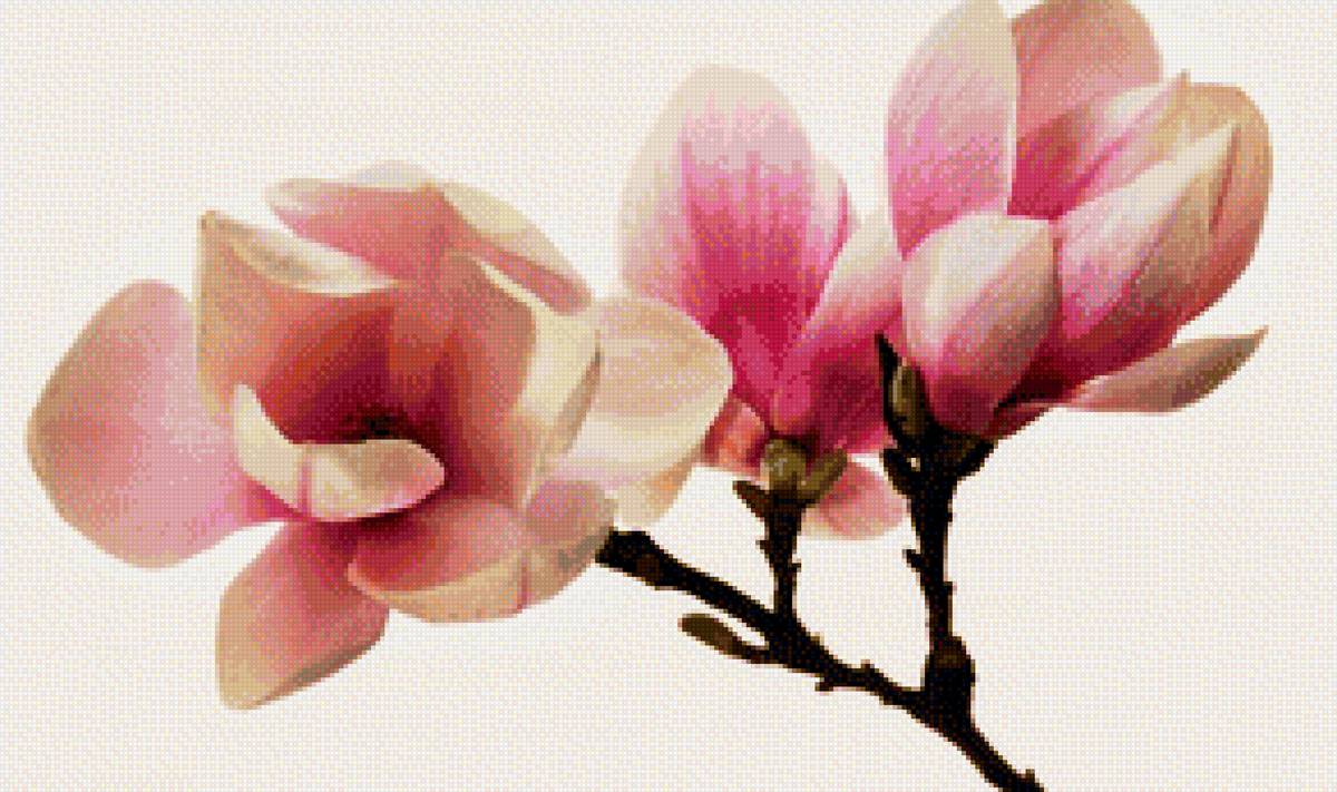 магнолия - магнолия, ветка, цветок - предпросмотр