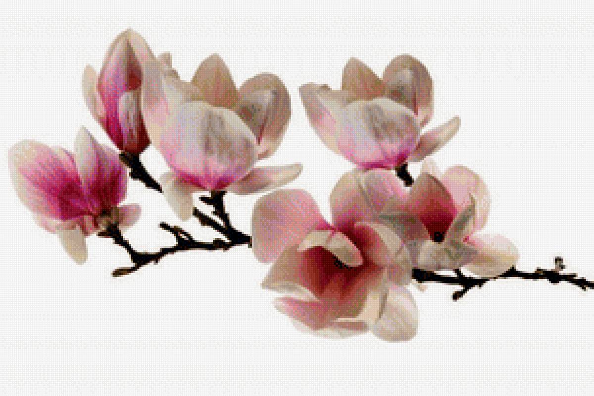 магнолия - ветка, магнолия, цветок - предпросмотр