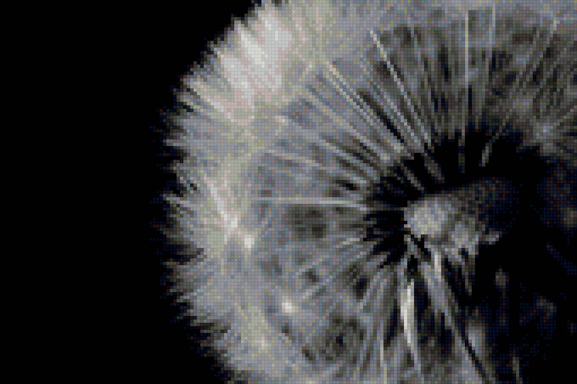 одуванчик - черно-белое, цветы - предпросмотр