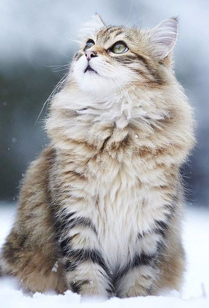 Кошечка - кошка зима - оригинал