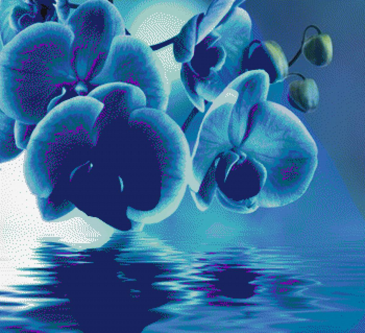 Голубая орхидея - цветок - предпросмотр