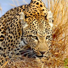 Схема вышивки «№1592890»