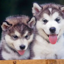 Схема вышивки «Cachorros»