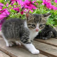 Схема вышивки «Gatito»