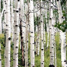 Схема вышивки «№1593233»