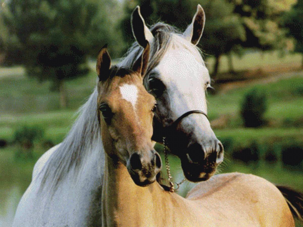 Животные лошади