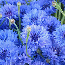 Схема вышивки «Волошки»