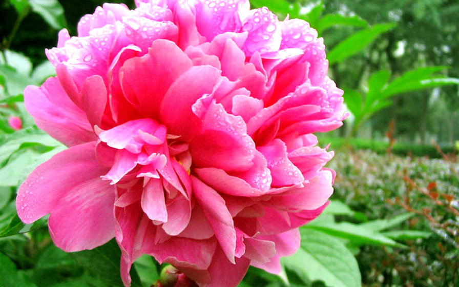 пион - пион, цветы - оригинал