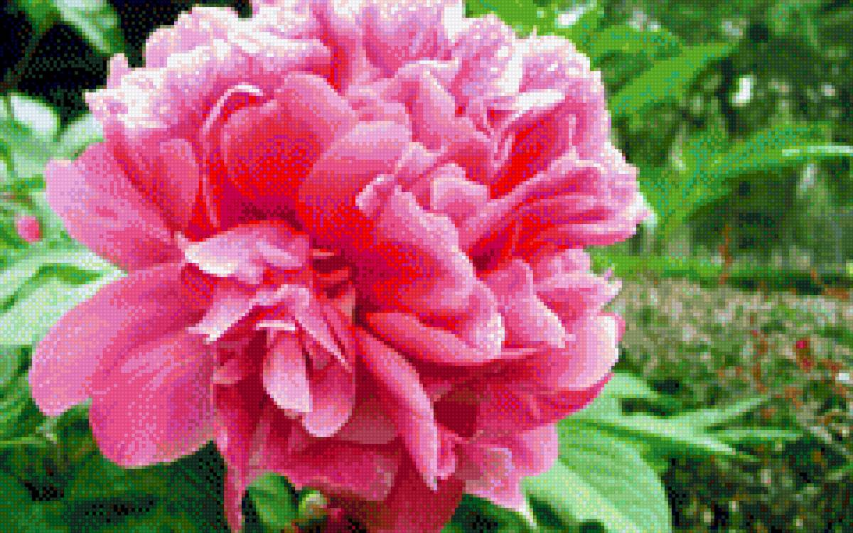 пион - цветы, пион - предпросмотр