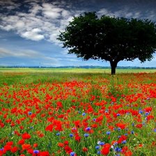 Схема вышивки «Поле маків»