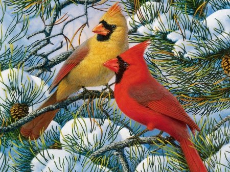 Мир птиц - птицы, кардинал, зима - оригинал