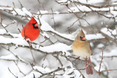 kardynały 1 - оригинал