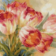 Тюльпаны Гаммой