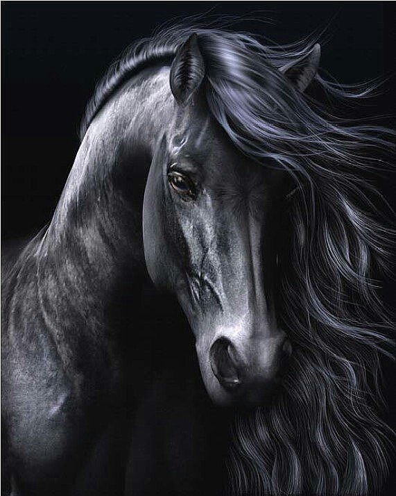 100% черный конь - оригинал