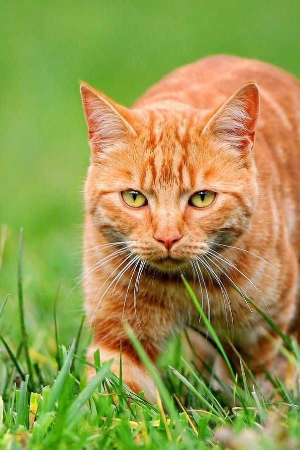 котик на травке - кот, рыжик - оригинал