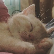 Схема вышивки «рыжий кот»