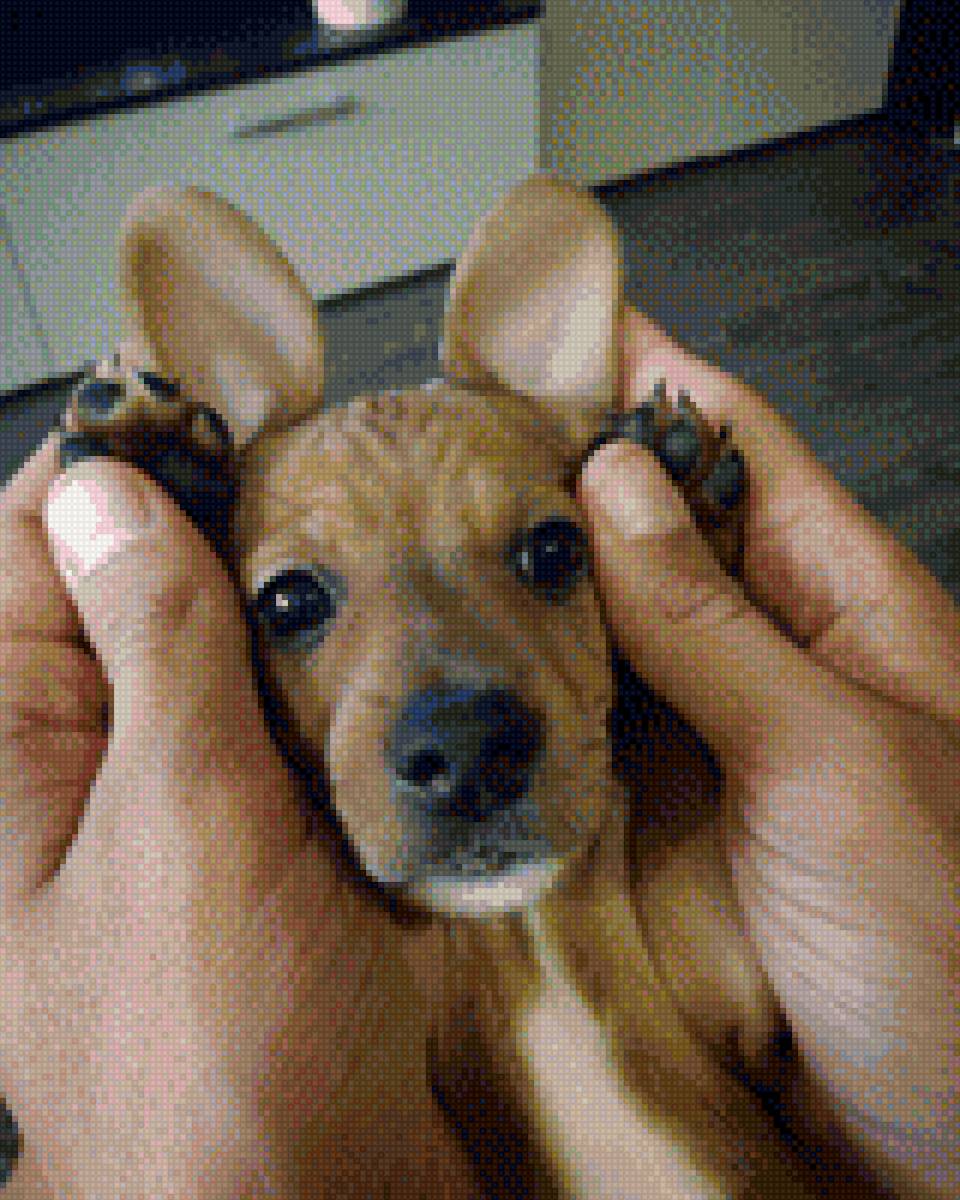 Таксяш - такса собака - предпросмотр