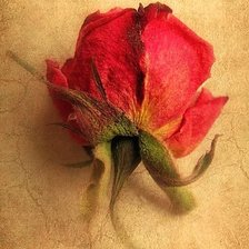 Схема вышивки «РОЗА»