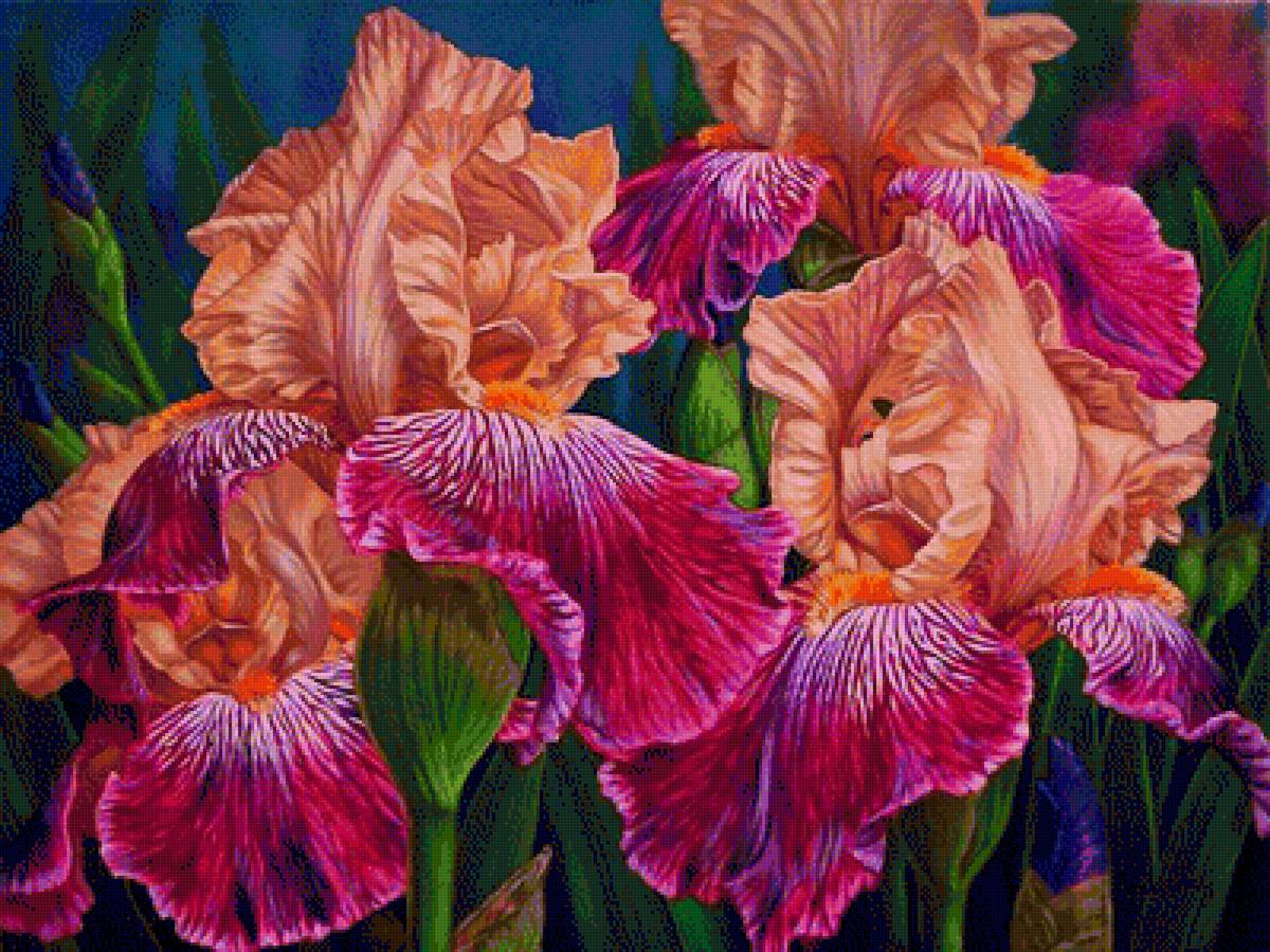 kosatce - предпросмотр