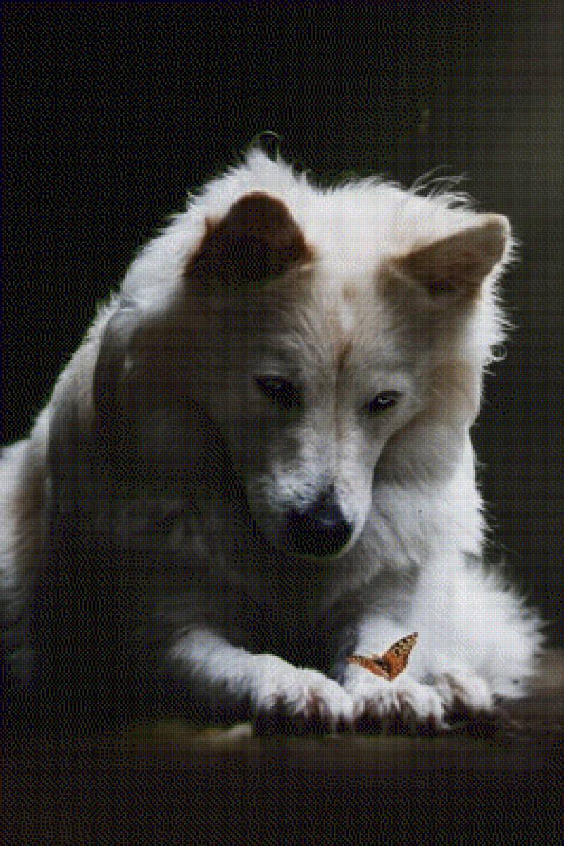 Lobo 2 - предпросмотр