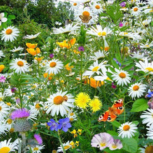 Схема вышивки «Ромашки»