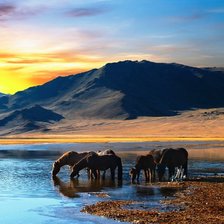 Схема вышивки «Cavalos»