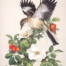 Оригинал схемы вышивки «Мир птиц» (№1595966)