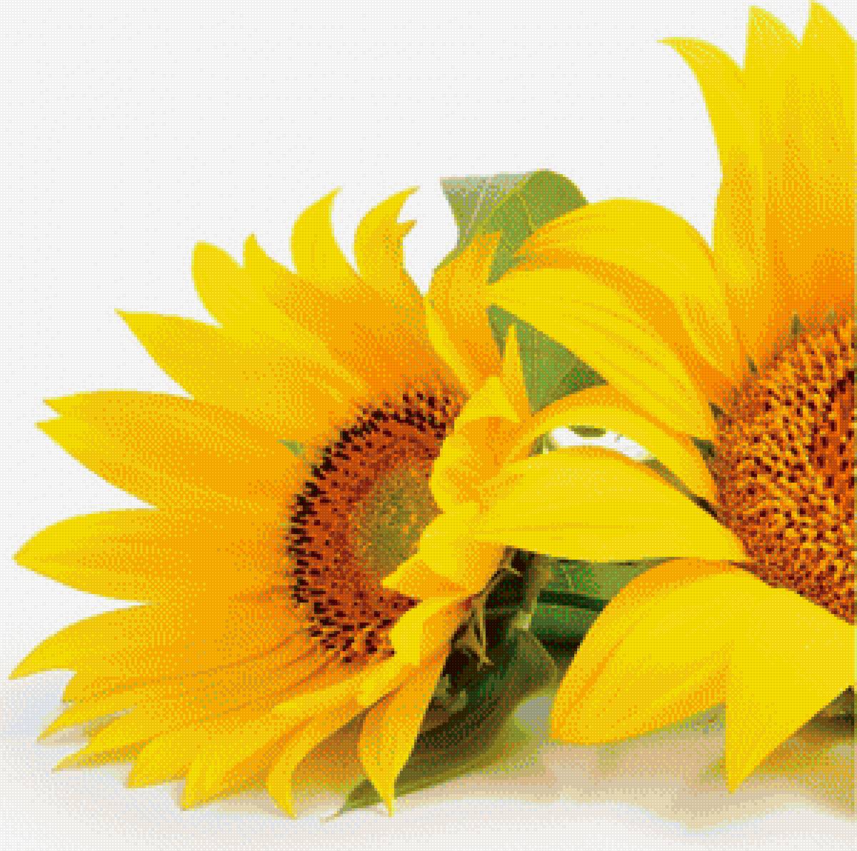 подсолнухи 1 из 2 - триптих, цветы, подсолнухи - предпросмотр