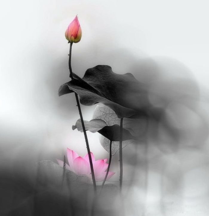 лилия - оригинал