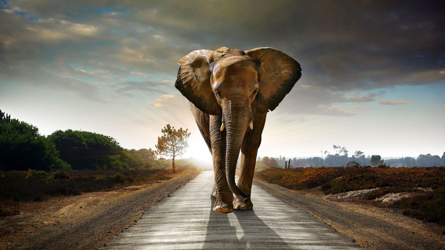 Слон идет по дороге - природа, слон - оригинал