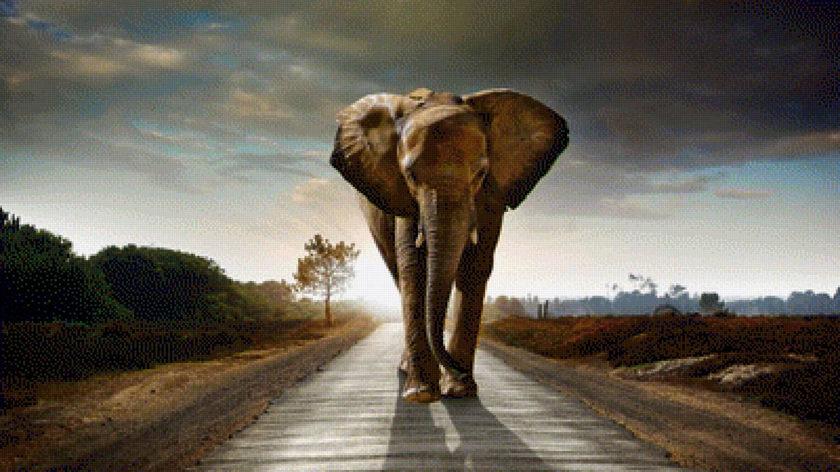 Слон идет по дороге - слон, природа - предпросмотр