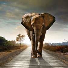 Схема вышивки «Слон идет по дороге»