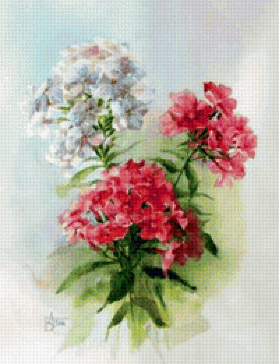 Флоксы - предпросмотр