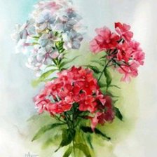 Схема вышивки «Флоксы»