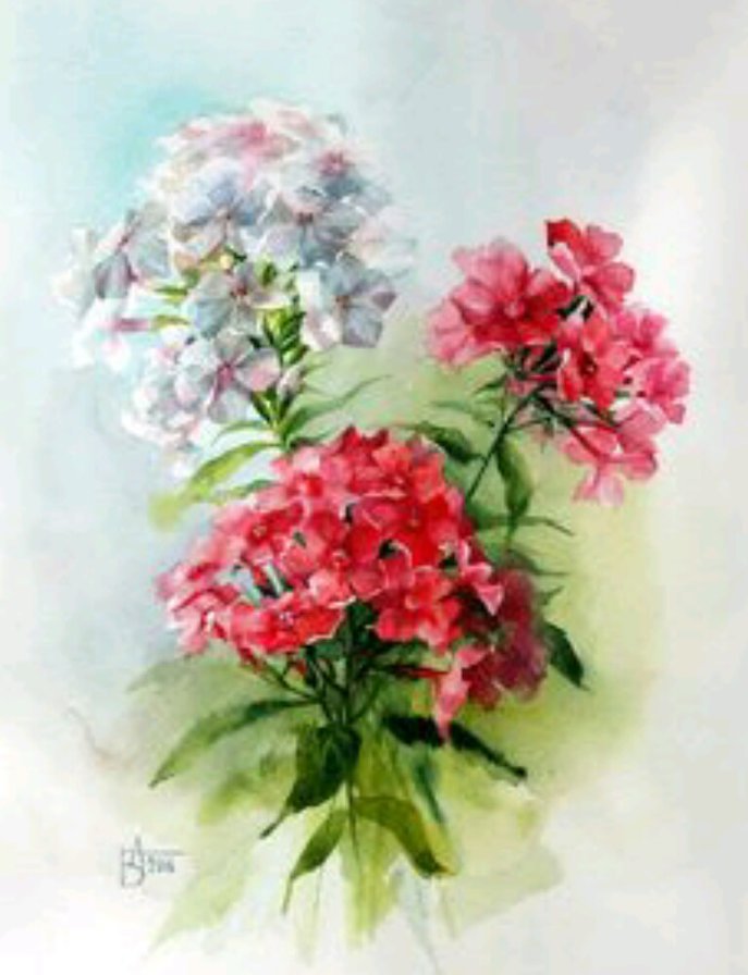 Флоксы2 - оригинал