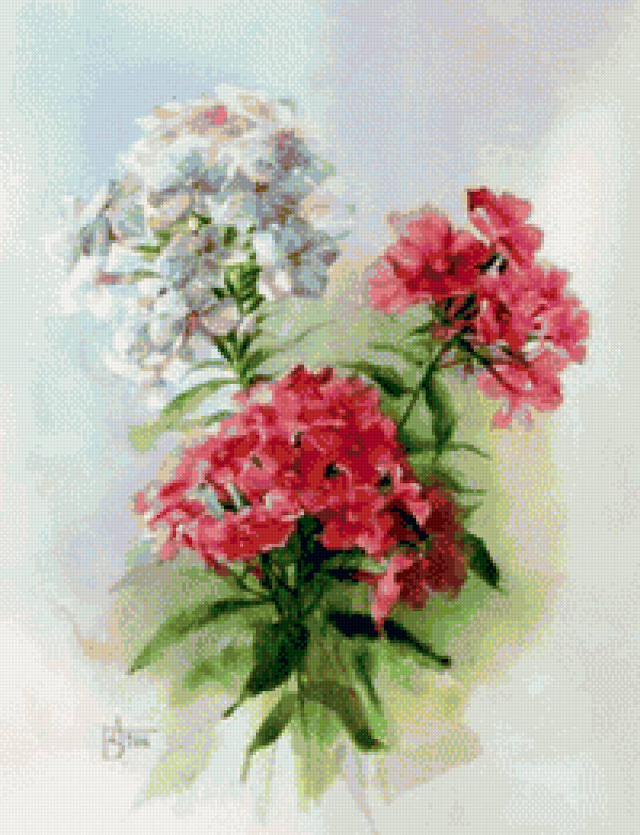 Флоксы2 - предпросмотр