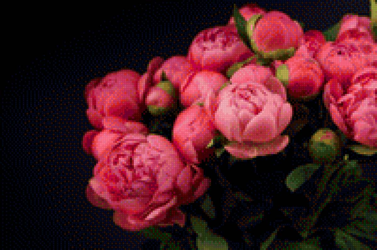 Пион - предпросмотр