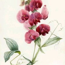 Схема вышивки «Цветы»