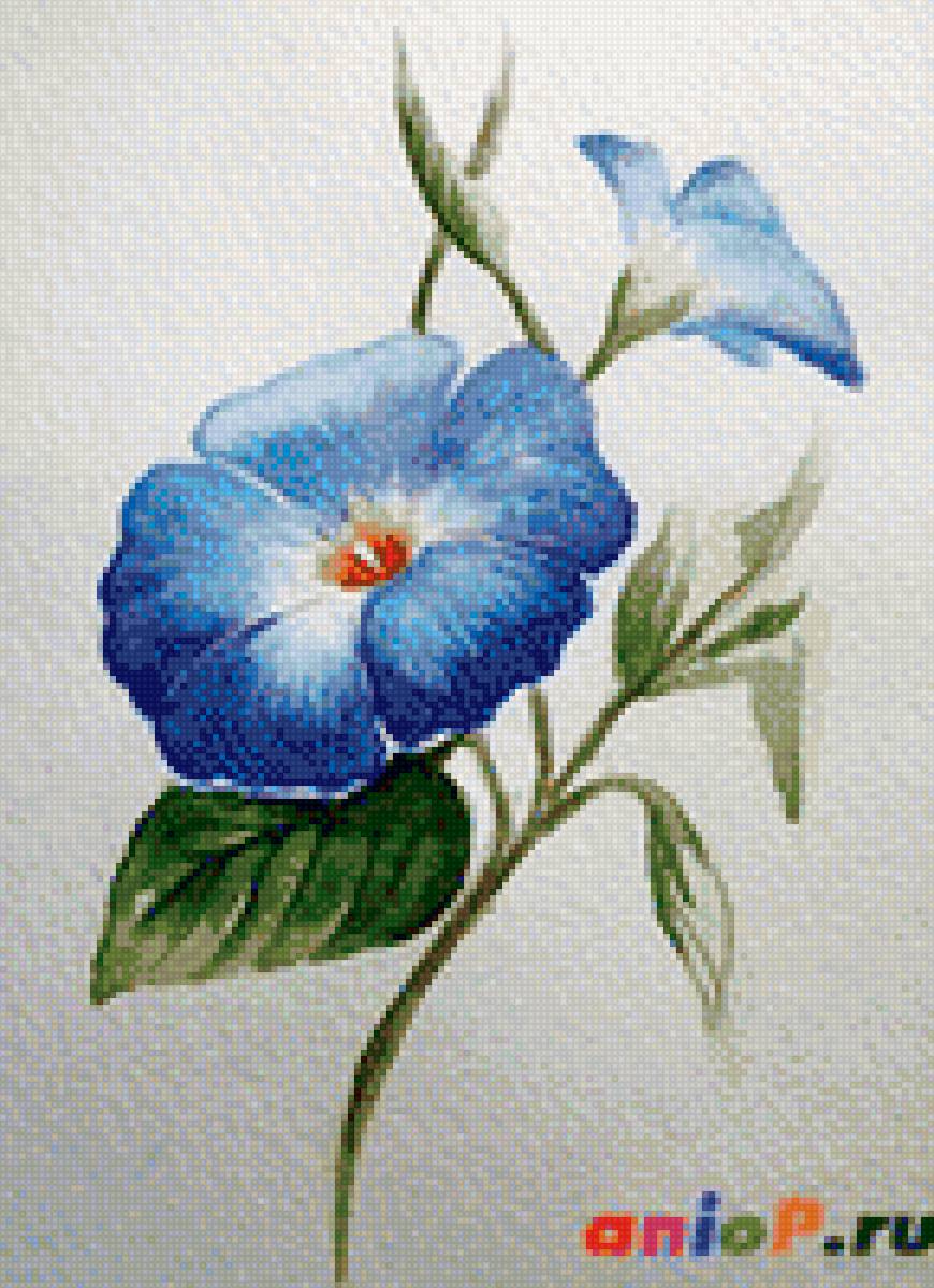 Цветы - предпросмотр