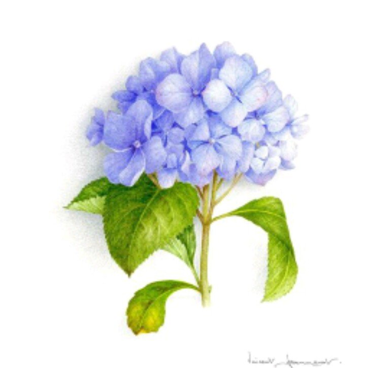 Цветы - оригинал