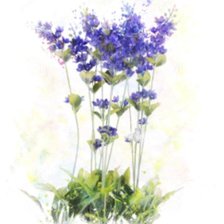 Схема вышивки «Цветы»