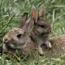 Схема вышивки «№1597645»