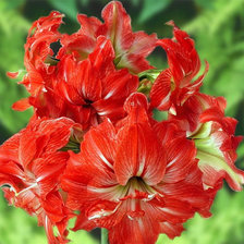 Схема вышивки «№1597667»