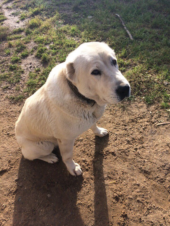 Саванна - алабай, любимая, среднеазиатская овчарка - оригинал