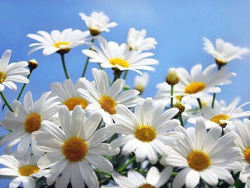 ромашковое поле - оригинал