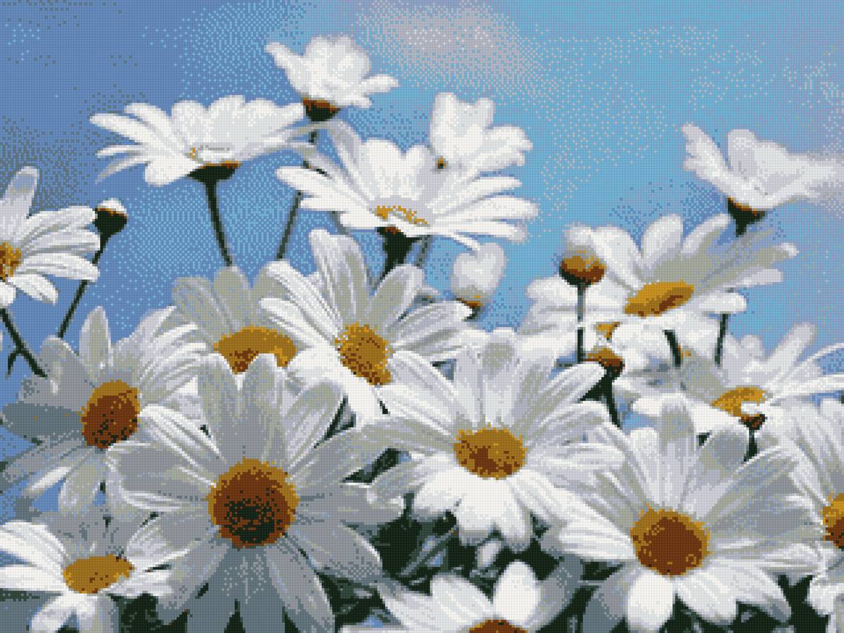 ромашковое поле - предпросмотр